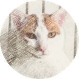 the cat